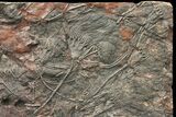 Silurian Fossil Crinoid (Scyphocrinites) Plate - Morocco #134299-2